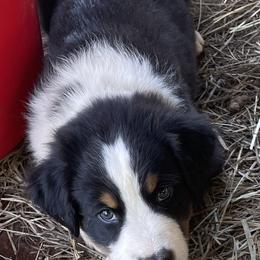 Australian Shepherd Puppies from Rolling Bend Aussies