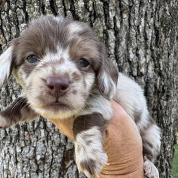 Girl 3 - Dapple female Dachshund puppy in Bentonville, Arkansas from Boujee Buns Dachshunds