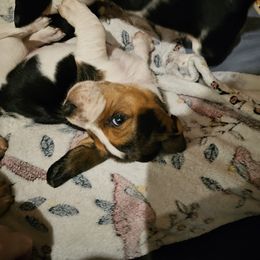 Basset Hound Puppies from Marvel-ous baby basset hounds