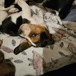 Basset Hound Puppies from Marvel-ous baby basset hounds