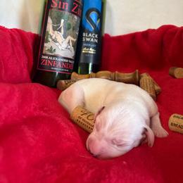 Zin - White and black male Dalmatian puppy in Claremore, Oklahoma from Lotsofdots Dalmatians