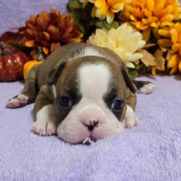 Black Brindle Girl - Black brindle and white female Boston Terrier puppy in Corsicana, Texas from JT Bostons