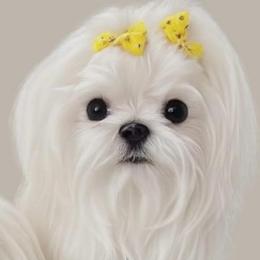 Snow White - Maltese