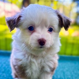 Freya - Red merle female Toy Australian Shepherd puppy in East Berlin, Pennsylvania from Dusty Spring Australian Shepherds, LLC