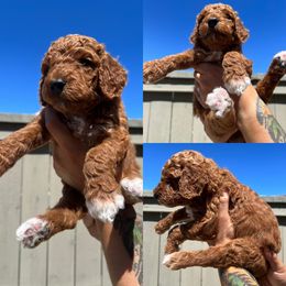 Poodle Puppies from Quintero Poodles