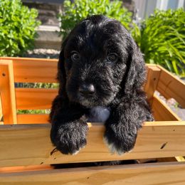 Goldendoodle and Sheepadoodle Puppies from Maplesierradoodles
