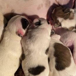 French Bulldogs from Mellies Frenchies