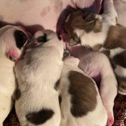 French Bulldogs from Mellies Frenchies