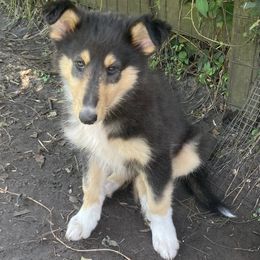 Whitney - Black white and tan female Collie puppy in Yulee, Florida from Three Collie Farm