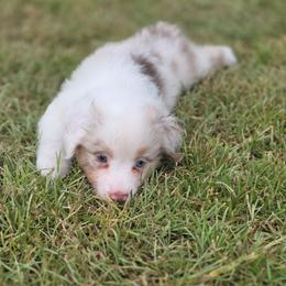 Gray Collar-Millie - Red merle female Miniature American Shepherd puppy in Statesboro, Georgia from Azure Miniature American Shepherds