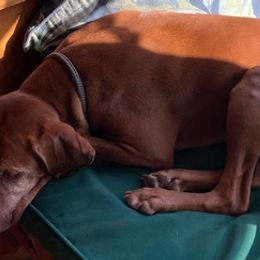 Vizslas from Panther Ledge Farm