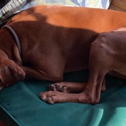 Vizslas from Panther Ledge Farm
