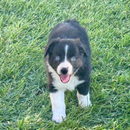 Pirate - Black & white male Miniature Australian Shepherd puppy in California from Eagle River Aussies