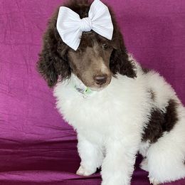 Girl 2 - Parti Poodle puppy in Beloit, Wisconsin from Parti Poodle Ranch