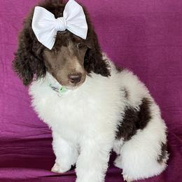 Girl 2 - Parti Poodle puppy in Beloit, Wisconsin from Parti Poodle Ranch