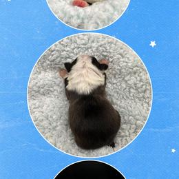 Russell - Seal and white male Boston Terrier puppy in Jacksonville, Florida from Trail’s End Boston Terriers