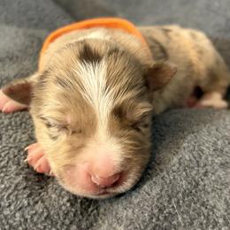 Boy 1 - Red merle male Border Collie puppy in Shawnee, Oklahoma from Cross K Working Collies - Pure Bred Border Collies