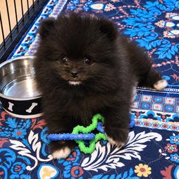 Cruise - Black male Pomeranian puppy in Chelsea, Oklahoma from Kathy's Precious Poms