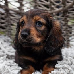 Charmander - Wild boar male Dachshund puppy in Tampa, Florida from EntityDachs