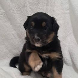 Chloe - Black tri-color female Australian Shepherd puppy in Darrington, Washington from Cart River Aussies