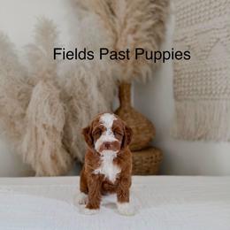 Reservation Male 2 - Red  male Goldendoodle puppy in Layton, Utah from Gracious Doodle Dogs