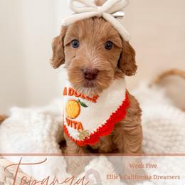 Topanga - Apricot female Goldendoodle puppy in California City, California from Summer Sun Doodles