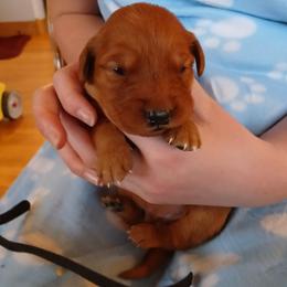 Black - Dark golden male Golden Retriever puppy in Lanesboro, Minnesota from Eagle Ridge Golden Retrievers
