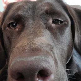 Labrador Retrievers from Silverback Labradors