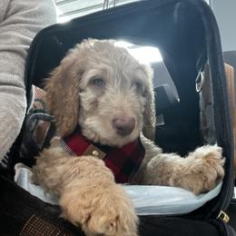 Goldendoodle Puppies from Lundee Doodles