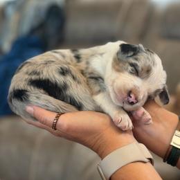 Garth - Blue merle male Border Collie puppy in Binger, Oklahoma from JM Cattle Co