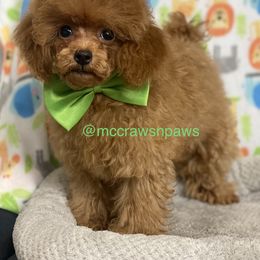 Cavapoo, Maltipoo, and Poodle Puppies from McCraws N Paws