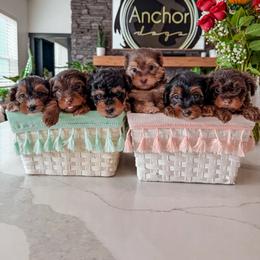 Bernedoodle, Cavapoo, Cavapoochon, Goldendoodle, Poodle, and Yorkipoo Puppies from Anchor Dogs