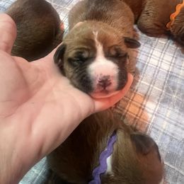 Comet - Red female American Staffordshire Terrier puppy in Marietta, Georgia from Ambition Amstaffs