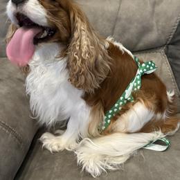 Cavalier King Charles Spaniels from Wilburn Cavalier King Charles