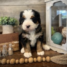 Rebel - Tri-color male Bernedoodle puppy in Idaho from Bernese By Barzees