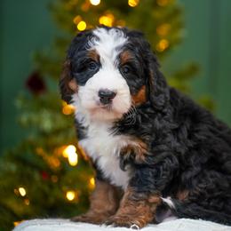 Stevie - Tri-color male Bernedoodle puppy in Dundee, Ohio from Down Home Doodle