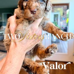 Valor - male Newfypoo puppy in Jackson, Missouri from Two Sisters Ranch, LLC