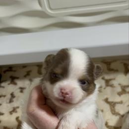 Girl 1 - Chocolate parti female Pomeranian puppy in Maplefalls, Washington from Snow peak poms