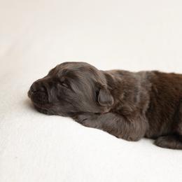 Chestnut - Red tri-color male Australian Shepherd puppy in Kathleen, Georgia from CM Farm