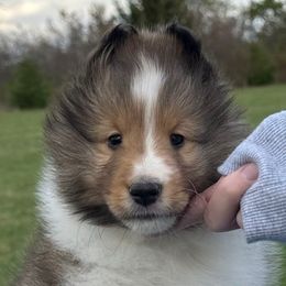 Jack - Sable and white male Shetland Sheepdog puppy in Indianola, Iowa from Kell Shelties