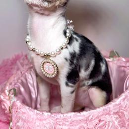 Chihuahua Puppies from Petite Pups LLC