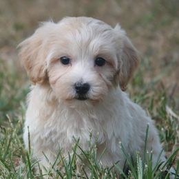 Sunny - Cream male Maltipoo puppy in Lebanon, Kentucky from Mosaic Merle Doodles
