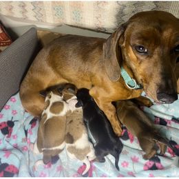 Dachshund Puppies from Yellowstone Dachshunds