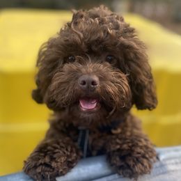 Cash - Shihpoo