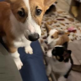 Dasher - Red Pembroke Welsh Corgi puppy in Dickinson, Texas from Gulf Coast Corgis