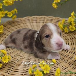 Doc - Chocolate and cream male Dachshund puppy in Oklahoma City, Oklahoma from OkieDoxieland Dachshunds