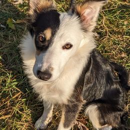 Border Collie puppies from White Sage Kennel