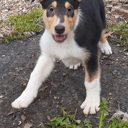 Collie Puppies from Nightstar Collies
