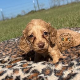 Female 2 CB - Red female Dachshund puppy in Carthage, Texas from Rafter C Ranch Doxies
