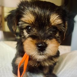 Etta James - Black and tan female Yorkshire Terrier puppy in Bakersfield, California from Central Valley Yorkies